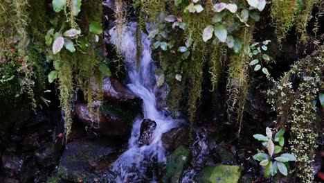 unique-flowing-stream-under-hanging-moss-canopy