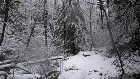Passing-through-dense-snow-covered-evergreen-forest,-revealing-a-small-path,-aerial-track