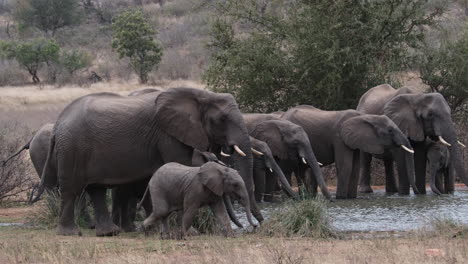Herd-Of-African-Bush-Elephants-Drinking-Water-At-Waterhole-With-Calf-Walking