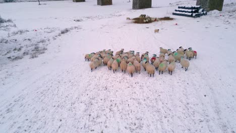 A-startled-herd-of-Scottish-blackface-sheep-are-grazing-on-straw-in-the-snow