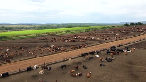 Aerial-view-of-a-cattle-ranch,-showcasing-the-organized-and-efficient-operation-of-a-cattle-breeding-facility