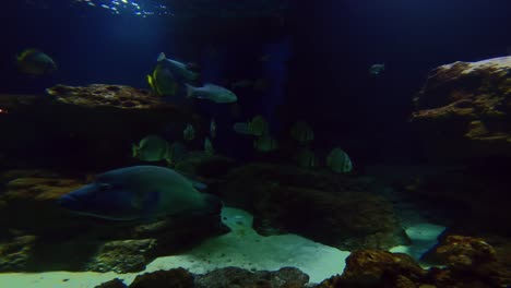 Pariser-Aquarium,-Paris,-Frankreich,-Schwallfische-Und-Andere-Fische-Im-Großen-Becken