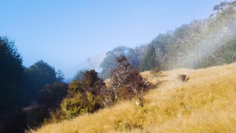 misty-morning-on-grassy-hillside