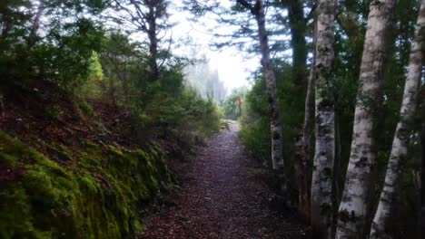 POV-Spaziergang-Durch-Einen-üppigen-Waldwanderweg-In-Neuseeland