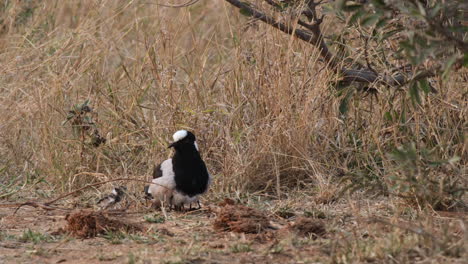 Mother-Blacksmith-Lapwing-And-Its-Chick-In-African-Grassland