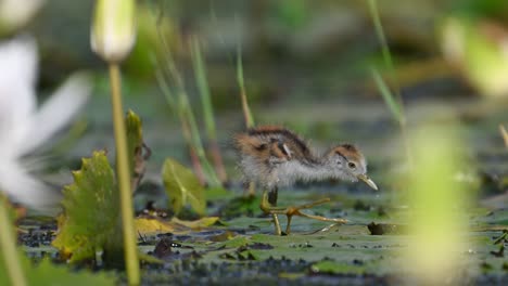 Beautiful-Chicks-of-Jacana-Feeding-in-water-Lily-Pond-in-Morning