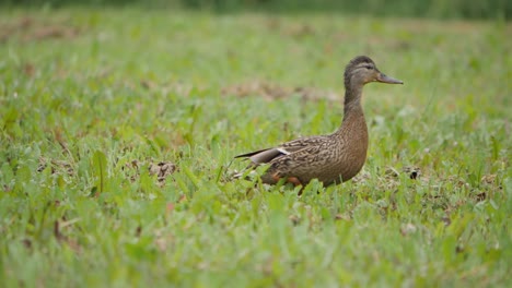 Duck-with-ducklings-going-through-grass