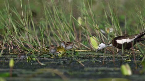 Pheasant-tailed-Jacana-with-Beautiful-Chicks-Feeding-in-water-Lily-Pond-in-Morning