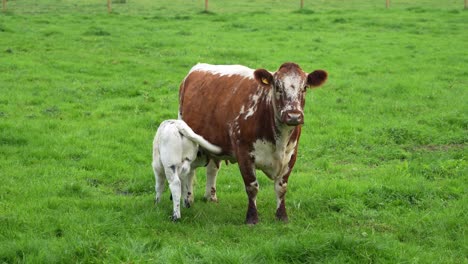 Brown-cow-breastfeeding-white-calf-on-a-green-grassy-field,-in-England