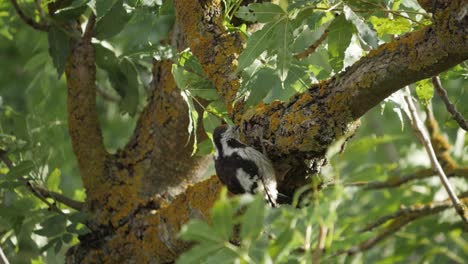 Spotted-woodpecker-beak-inside-tree