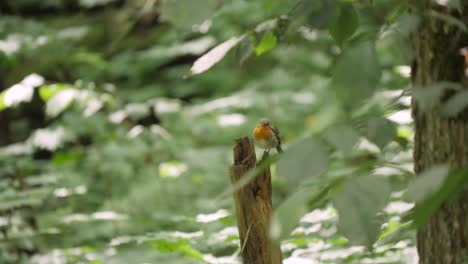 European-robin-sing-on-tree-stump-and-fly-away