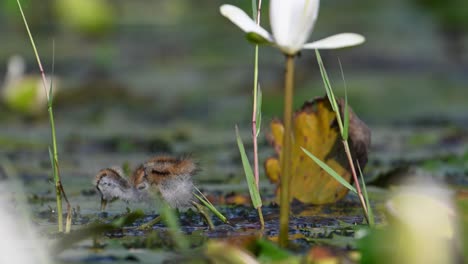 Beautiful-Chicks-of-Jacana-Feeding-in-water-Lily-Pond-in-Morning