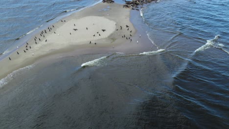 A-large-herd-of-seals-with-cormorants-and-other-bird-species-resting-together-on-a-sand-island-in-the-Mewia-Lacha-reserve,-off-the-Polish-coast-in-the-Baltic-Sea
