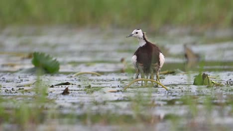 Pheasant-tailed-jacana-Saving-Chicks-from-rain