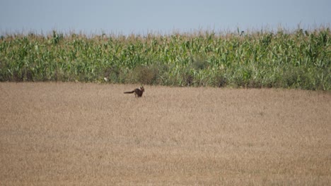 Fox-run-into-corn-field,-slow-motion