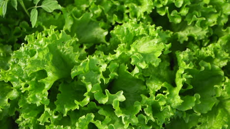 Lebendige-Und-üppige-Salatblätter,-Ein-Beweis-Für-Die-Schönheit-Von-Frischem-Und-Gesundem-Grün-In-Seinem-Natürlichen-Zustand