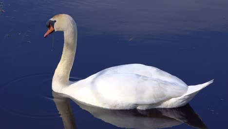 Cisne-En-Un-Tranquilo-Lago-En-Irlanda-En-Una-Cálida-Mañana-De-Principios-De-Primavera