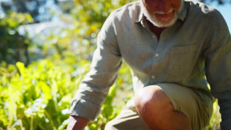 Nahaufnahme-Eines-Pensionierten-älteren-Mannes,-Der-Im-Gemüsegarten-Oder-Auf-Dem-Kleingarten-Arbeitet-Und-Ein-Tablett-Mit-Rüben-Trägt