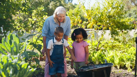 Grandchildren-Helping-Grandmother-Working-In-Vegetable-Garden-Or-Allotment-With-Barrow-At-Home
