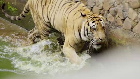 Tiger-prowling-walks-in-shallow-water-splashing-against-rock-wall-of-enclosure-in-zoo