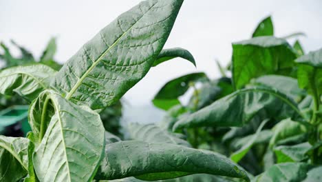 Green-tobacco-leaves-swaying-in-the-wind