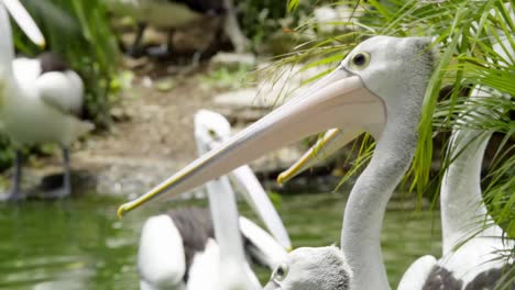 Pod-Of-Australian-Pelicans-In-The-Lake