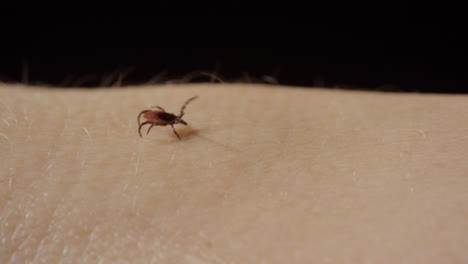 Parasitic-tick-walks-awkwardly-over-human-skin-with-front-legs-up
