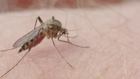 Closeup-macro-shot-of-mosquito-sucking-blood-from-caucasian-skin,-slider