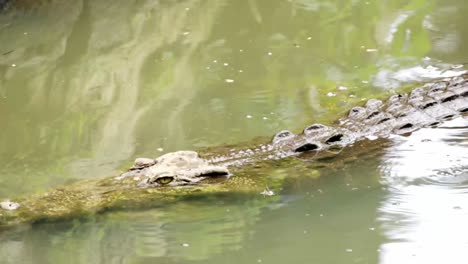 Semiaquatic-Crocodile-Moving-Slowly-Surfacing-Over-Calm-Lake