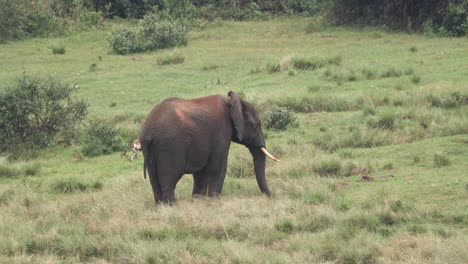 Afrikanischer-Buschelefant,-Der-Im-Grasland-Umherstreift