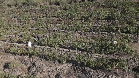 People-Harvesting-Grapes-In-Vineyards-At-Ribeira-Sacra,-Sil-Canyon,-Spain