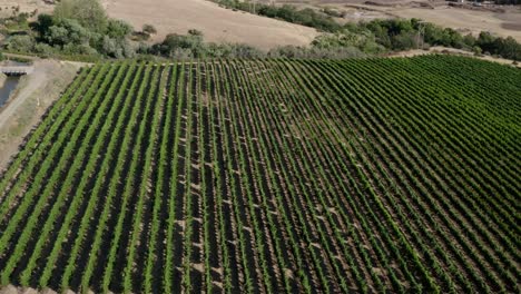 A-drone-aerial-rotating-over-a-Vineyard-in-between-dry-hills