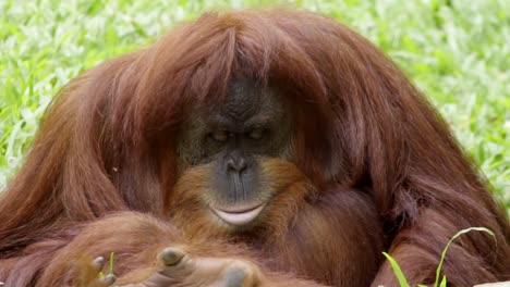 Curioso-Orangután-Naranja-Grande-Jugando-Con-Un-Objeto-Fuera-De-La-Vista-En-Las-Manos,-Estático