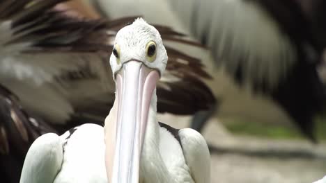 Close-Up-Portrait-Of-A-Pelican-Large-Water-Bird