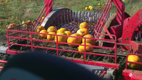Pumpkin-Seed-Harvesting---Harvester-Pumpkin-Pick-up-With-Screwable-Tips-To-The-Crushing-Unit