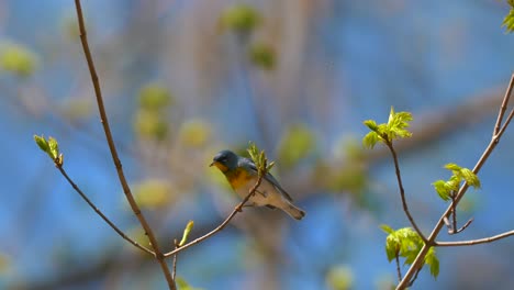 Springtime-Birds-Migration-Northern-Parula-Warbler-4K
