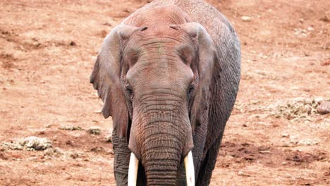 Elephant-Walking-in-Aberdare-National-Park,-Kenya---Close-Up