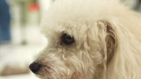 Closeup-zoom-in-on-Poodle's-black-marble-eye-on-white-fluffy-face