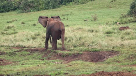 Vista-Posterior-De-Un-Elefante-Africano-Caminando-En-Pastizales-Con-Jabalíes-Corriendo