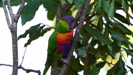 Rainbow-lorikeets,-trichoglossus-moluccanus-with-vibrant-plumage-spotted-perching-on-the-branch,-wondering-around-the-surrounding-environment-and-slowly-sliding-down-the-branch,-close-up-shot