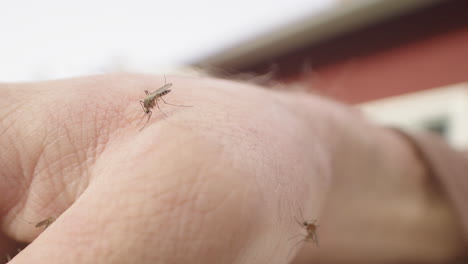 Caucasian-hand-swarmed-by-blood-sucking-mosquitoes,-closeup-slider-left