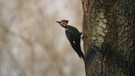 Pileated-Woodpecker-On-Tree-Winter