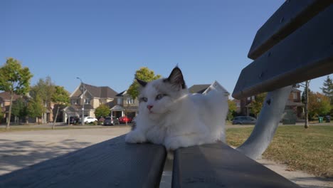 wide-angle-white-cat-resting-on-bench-at-urban-playground-in-the-shade-sunny-day