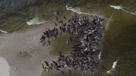 Upward-drone-shot-top-down-of-a-large-herd-of-grey-seals-in-a-sand-island-in-the-Mewia-Lacha-reserve,-off-the-Polish-coast-in-the-Baltic-Sea