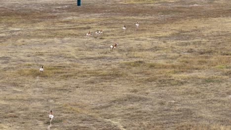 Pronghorn-antelope-speeding-across-the-open-plains-of-Wyoming-2023