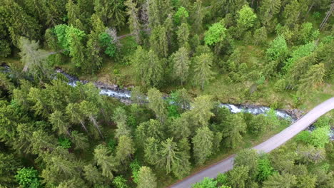 Aerial-image-of-a-pine-forest-divided-by-a-crystal-clear-stream