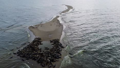 Drone-view-revealing-large-herd-of-seals-with-cormorants-and-other-bird-species-resting-together-on-a-sand-island-in-the-Mewia-Lacha-reserve,-off-the-Polish-coast-in-the-Baltic-Sea