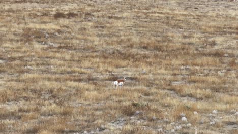 pronghorn-antelope-looking-at-the-camera-in-the-plains-of-Wyoming-2023