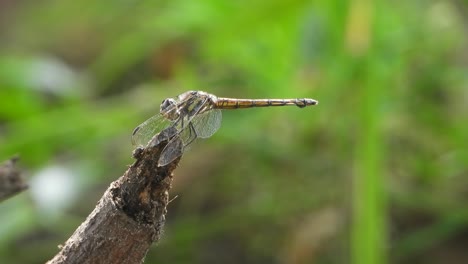 Libelle---Wind---Schwanz---Glänzende-Flügel