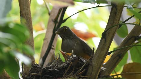 Red-bellied-Thrush-bird--feeding-chicks-with-earthworms